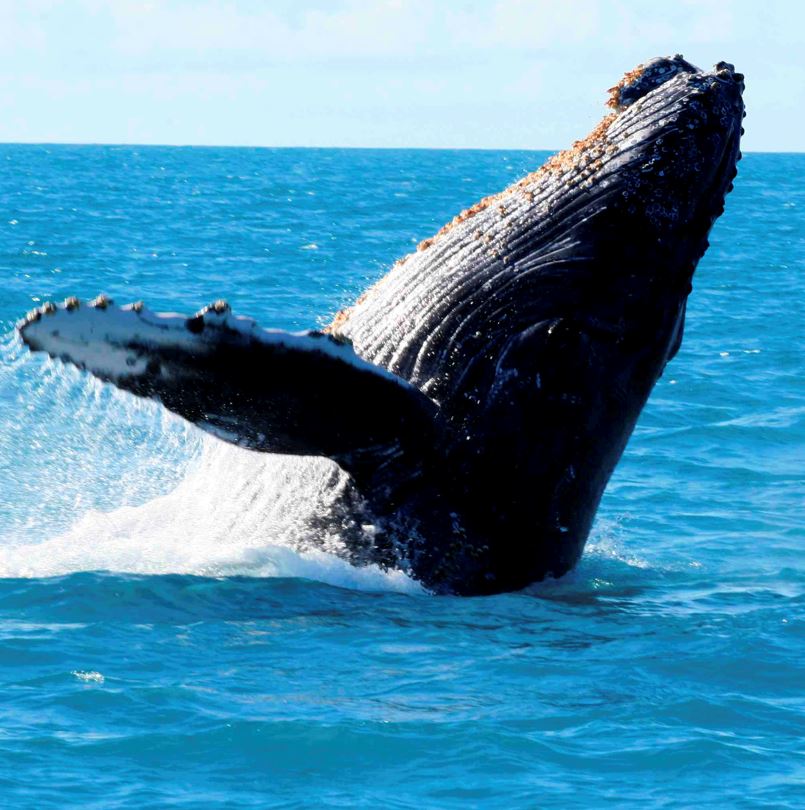 Whales in Los Cabos