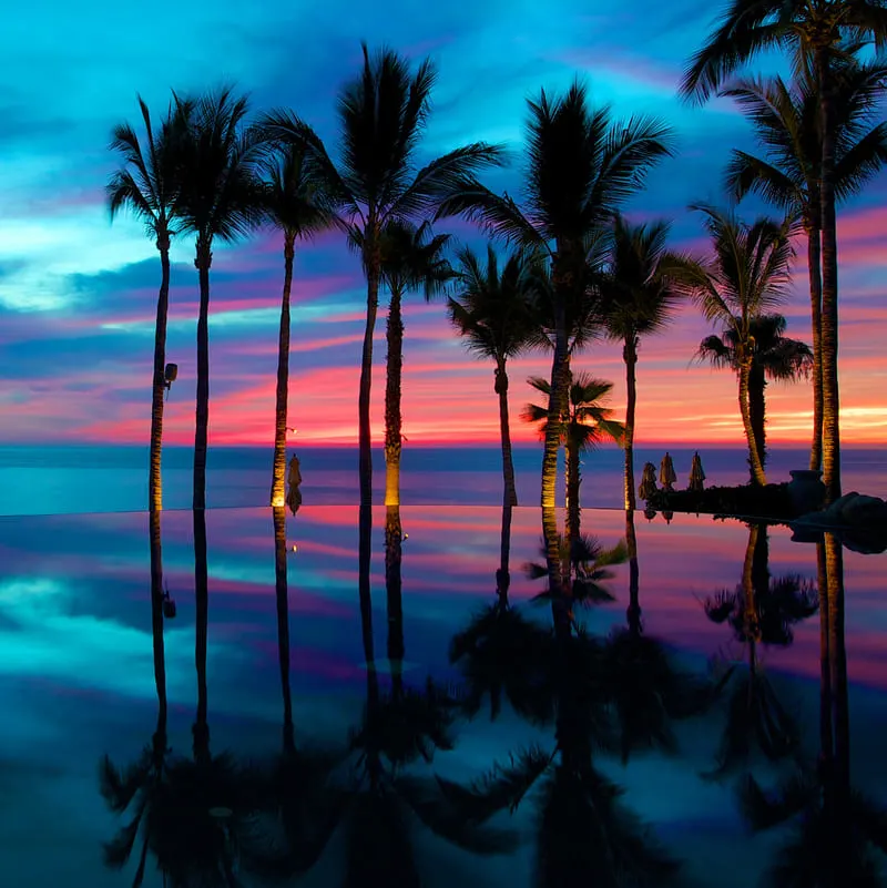 trees reflection in pool