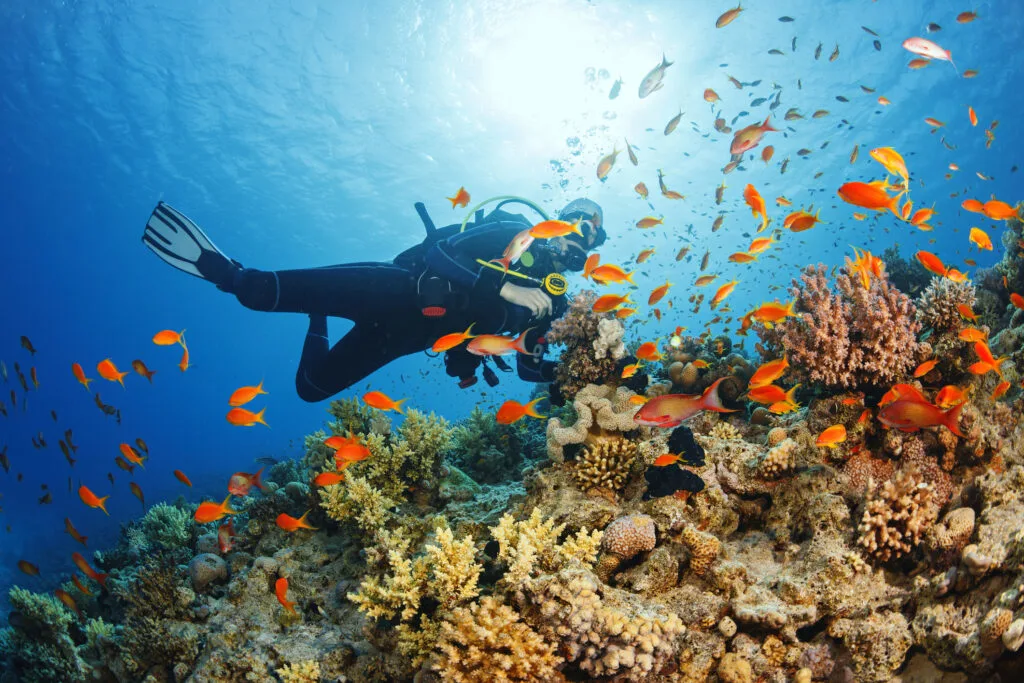 Underwater  Scuba diver explore and enjoy  Coral reef  Sea life