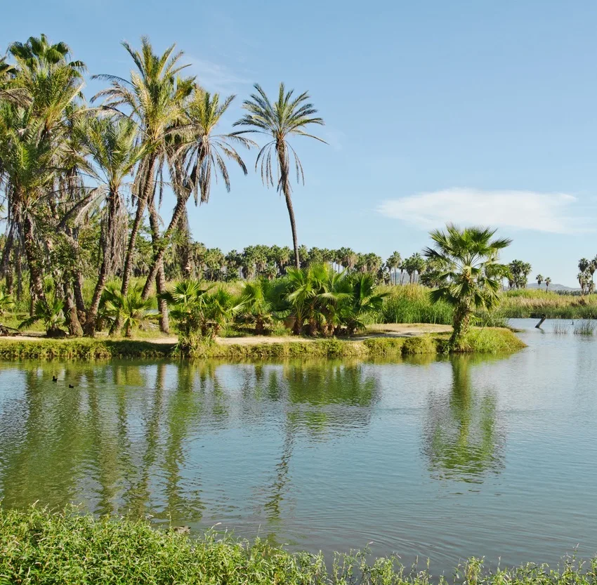 estuary in los cabos