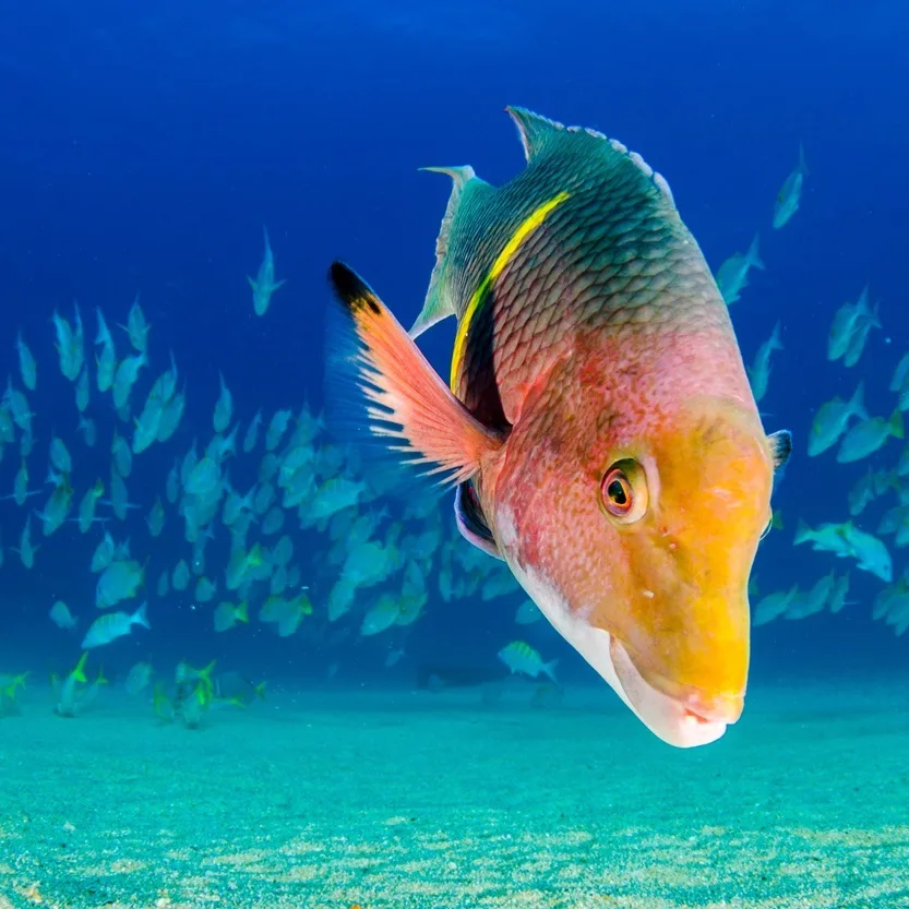 Tropical fish at Cabo Pulmo near Los Cabos