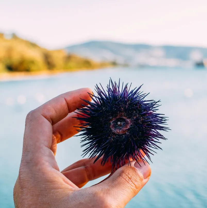 Sea Urchins