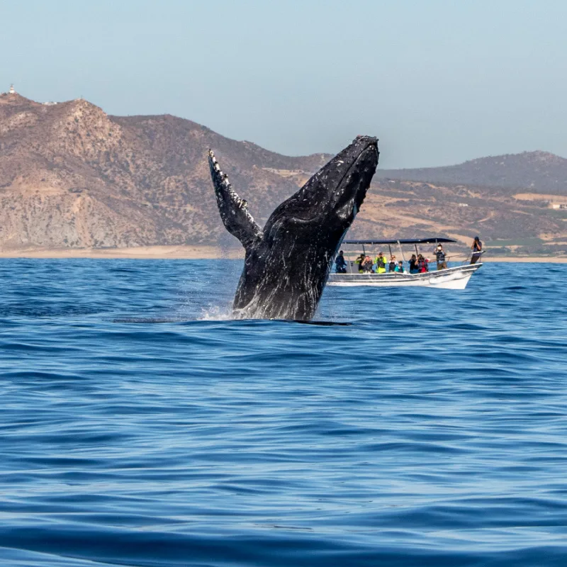 Whale watching