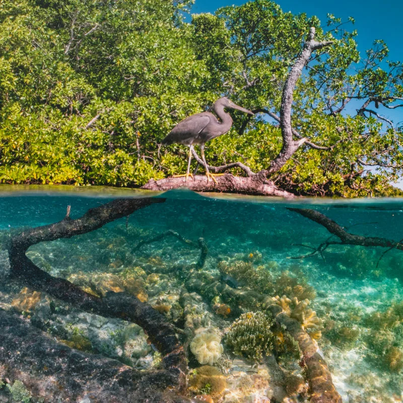 mangrove forest