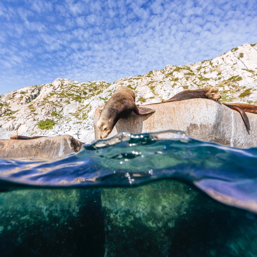 Sea Lion at Cabo Pulmo
