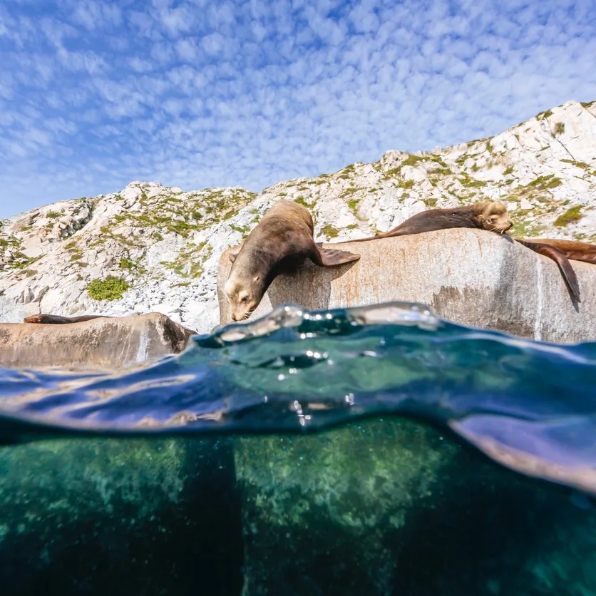 seal drinking water