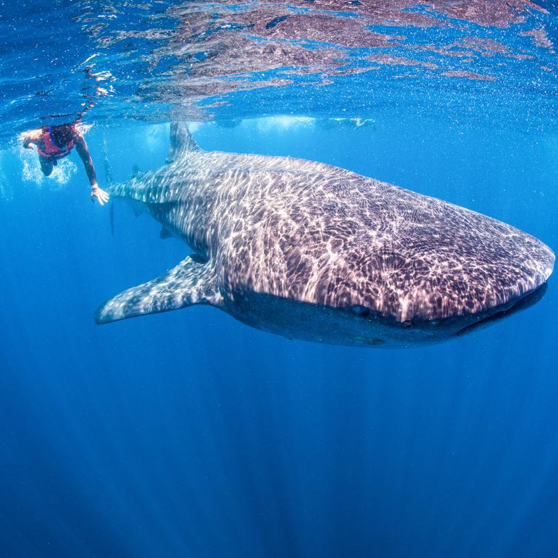 Divers-watching-whale-shark-in-the-ocean