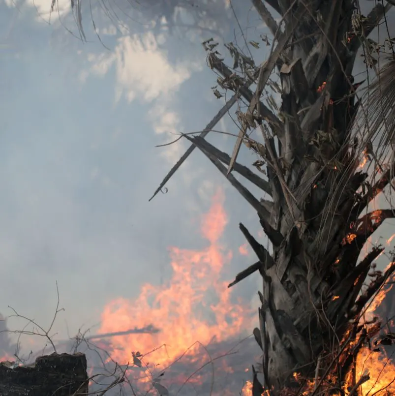 fire next to a palm tree