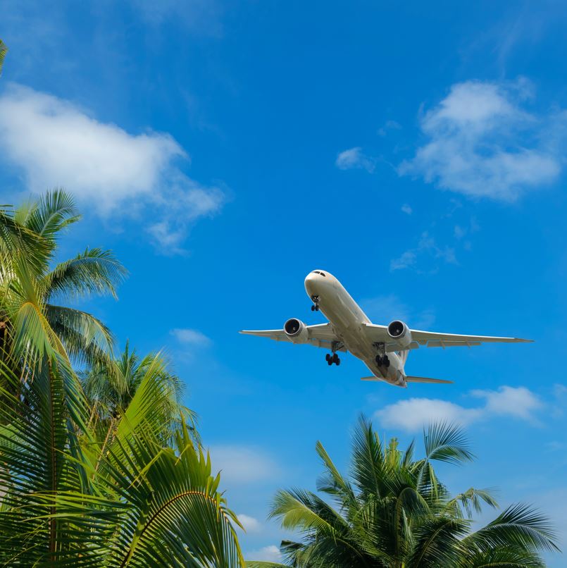 Plane flying over palm trees