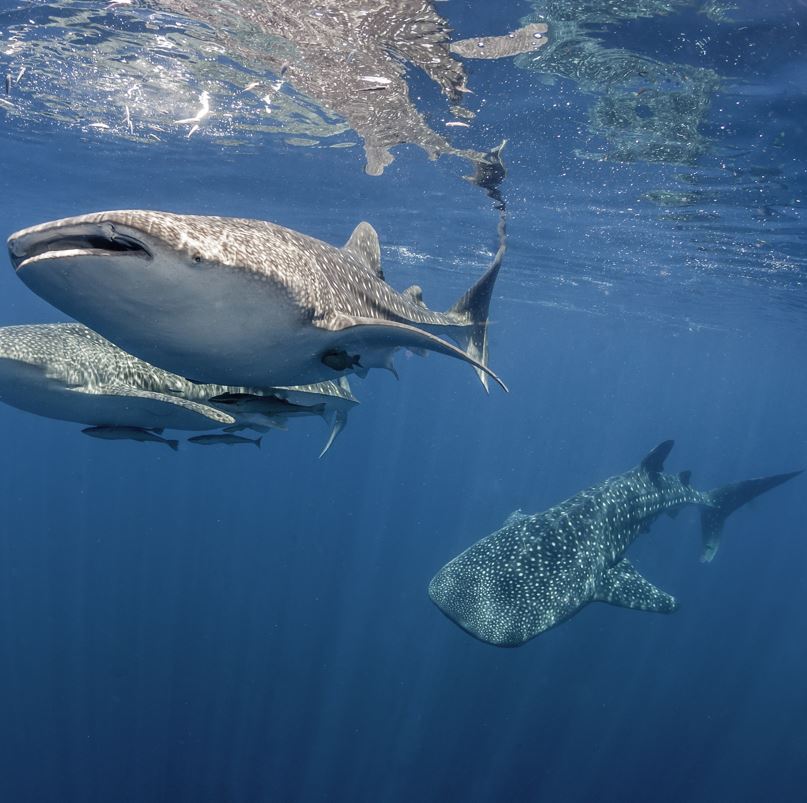 Whale sharks in the ocean