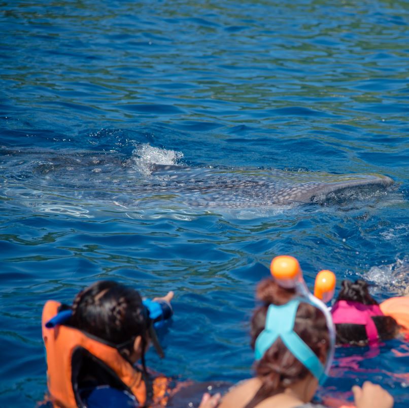 Tourists watching whale sharks in the water.