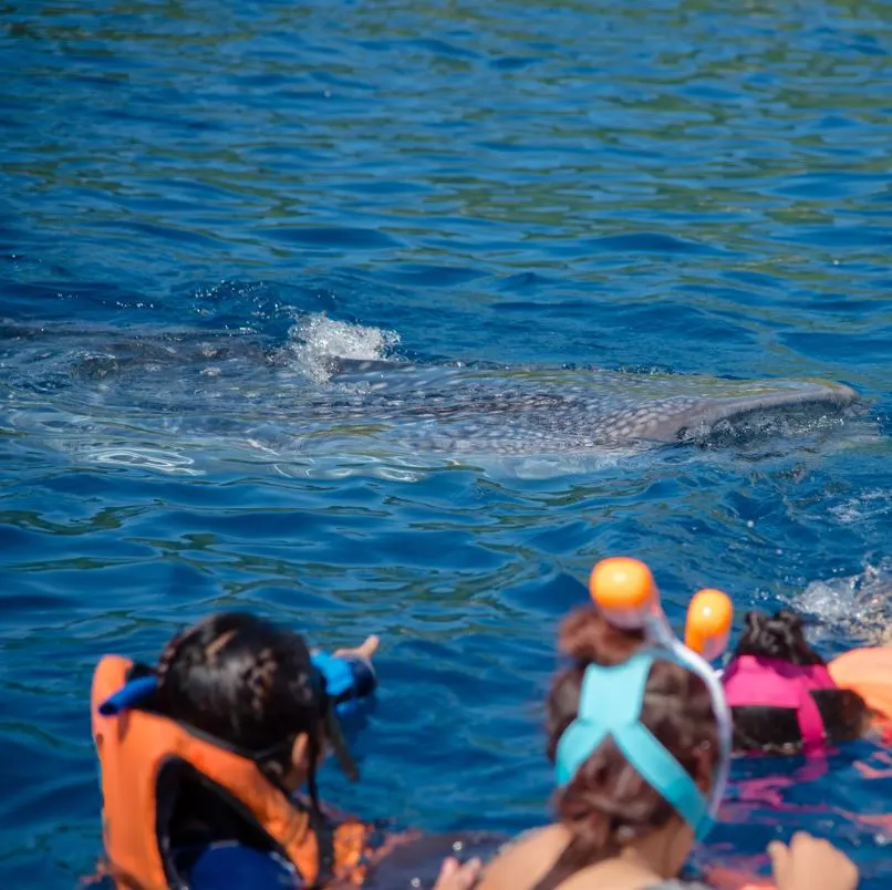 Tourists on a boat watching a whale shark