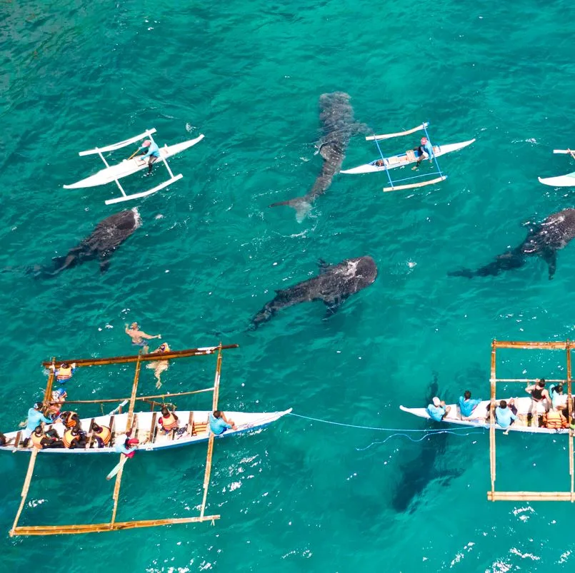 Tourists swimming with whale sharks