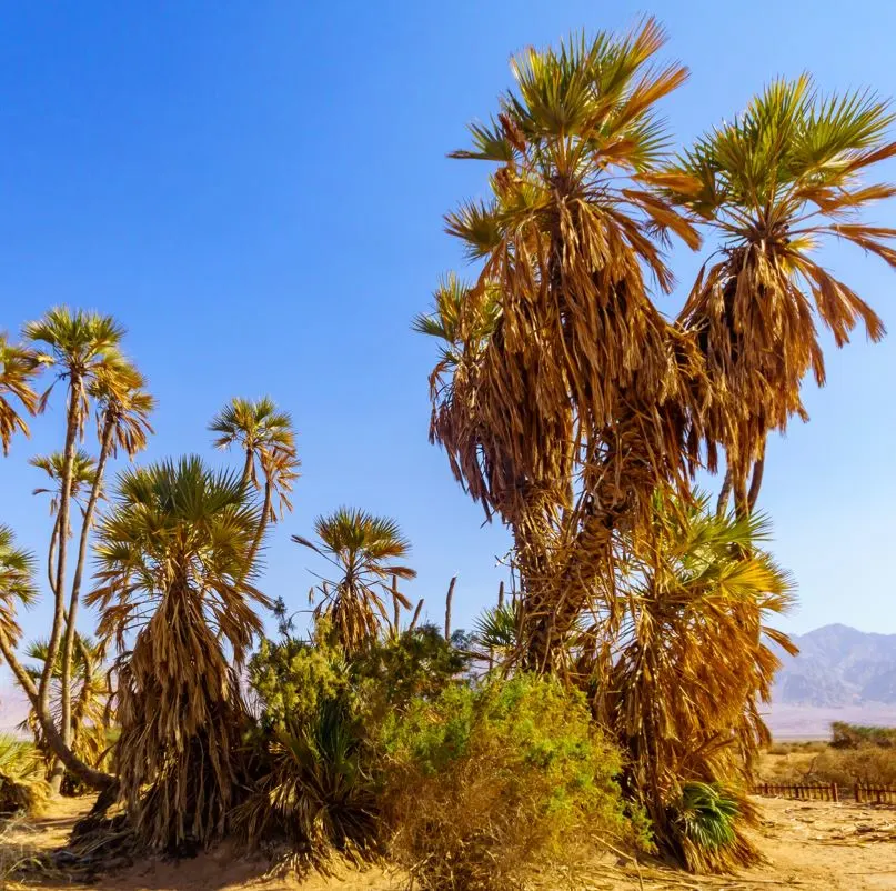 Dry palm trees in the desert