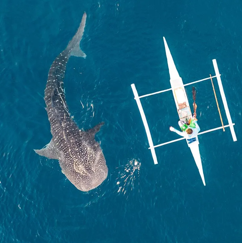 Whale shark beside a small boat in the ocean