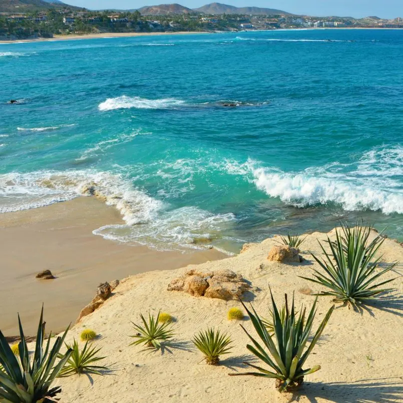 Coastline with Palm Trees