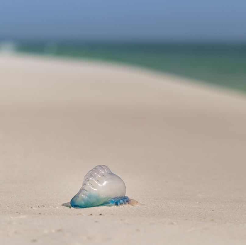 Jellyfish on Beach