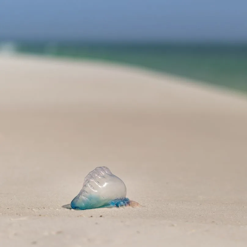 Jellyfish on a Sandy Beach