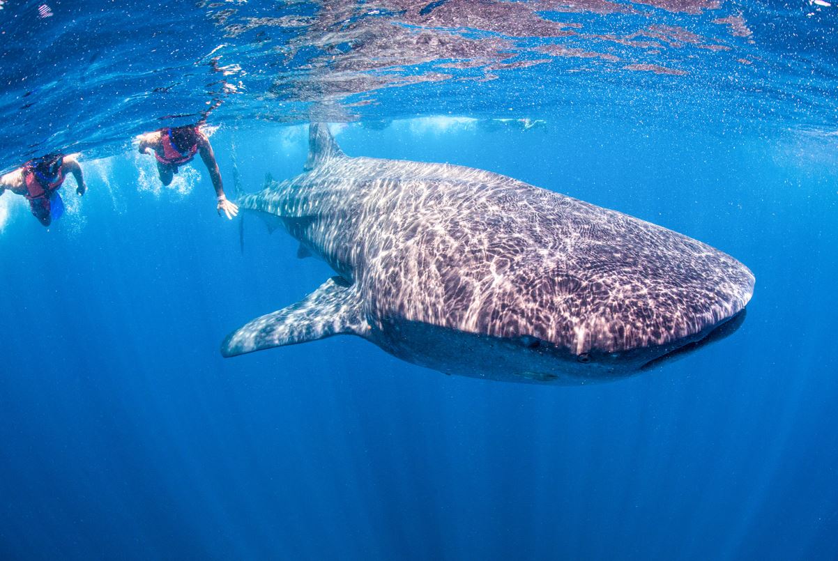 Divers with whale sharks in the ocean