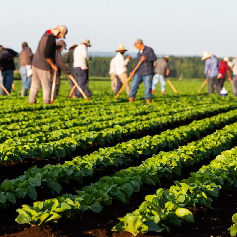 Men working in garden