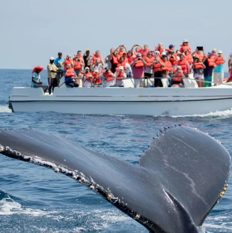 Tourist boat watching whale