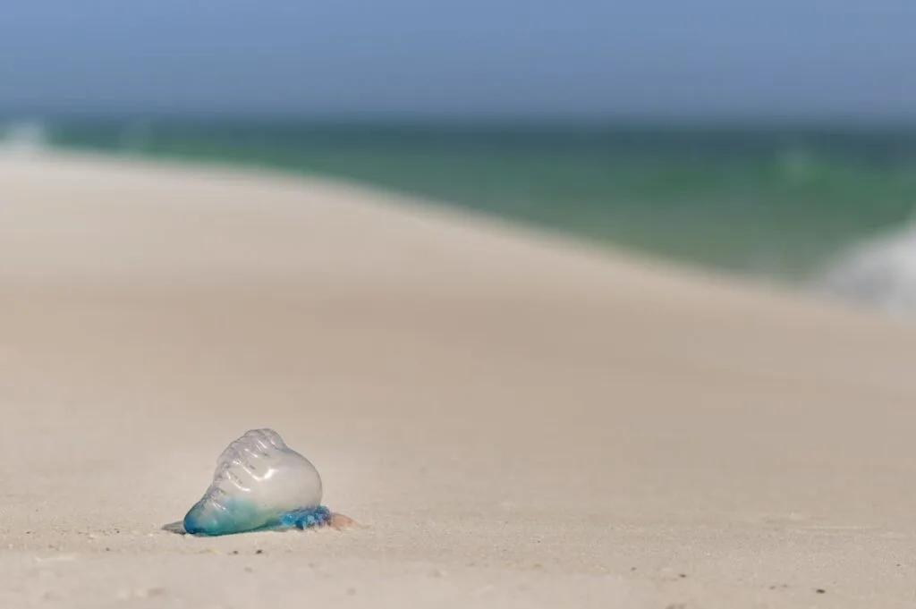 Jellyfish on a Sandy Beach