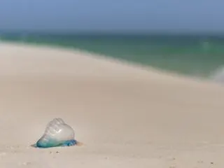 Travelers Being Warned Of Jellyfish In Los Cabos