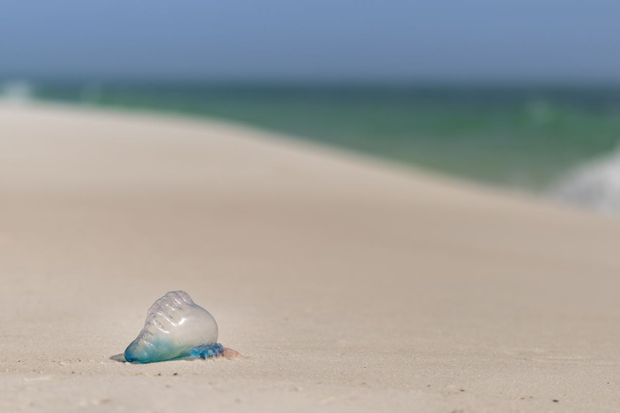 Jellyfish on a Sandy Beach