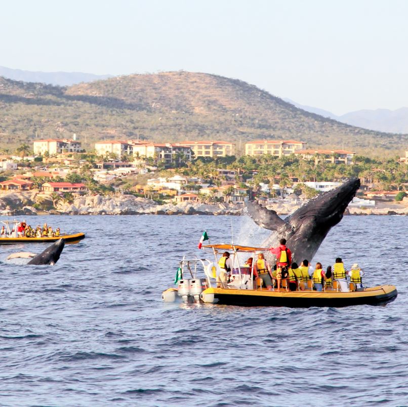 Whale jumping in front of boat