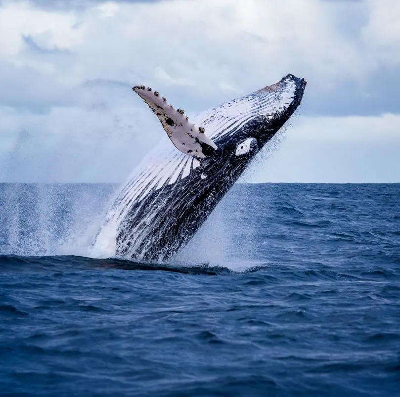 Whale Jumping Out of Water