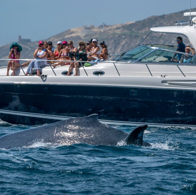 Whale near a boat full of tourists watching.