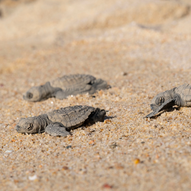 sea turtles going out to sea