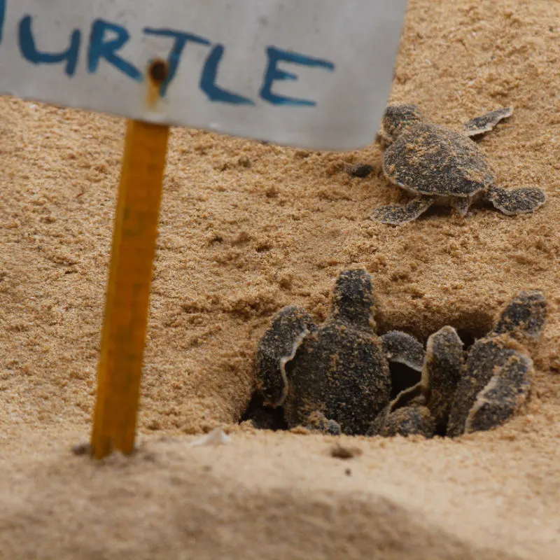 baby turtles on beach