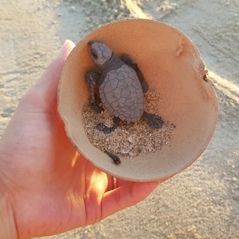 Baby sea turtle being released to the ocean