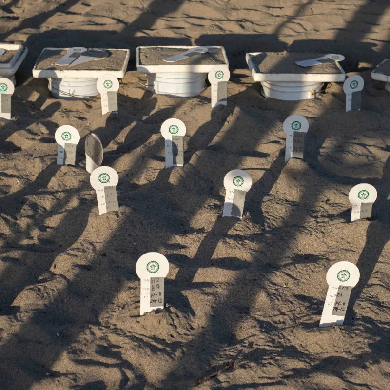 Marked sea turtle nests on the beach