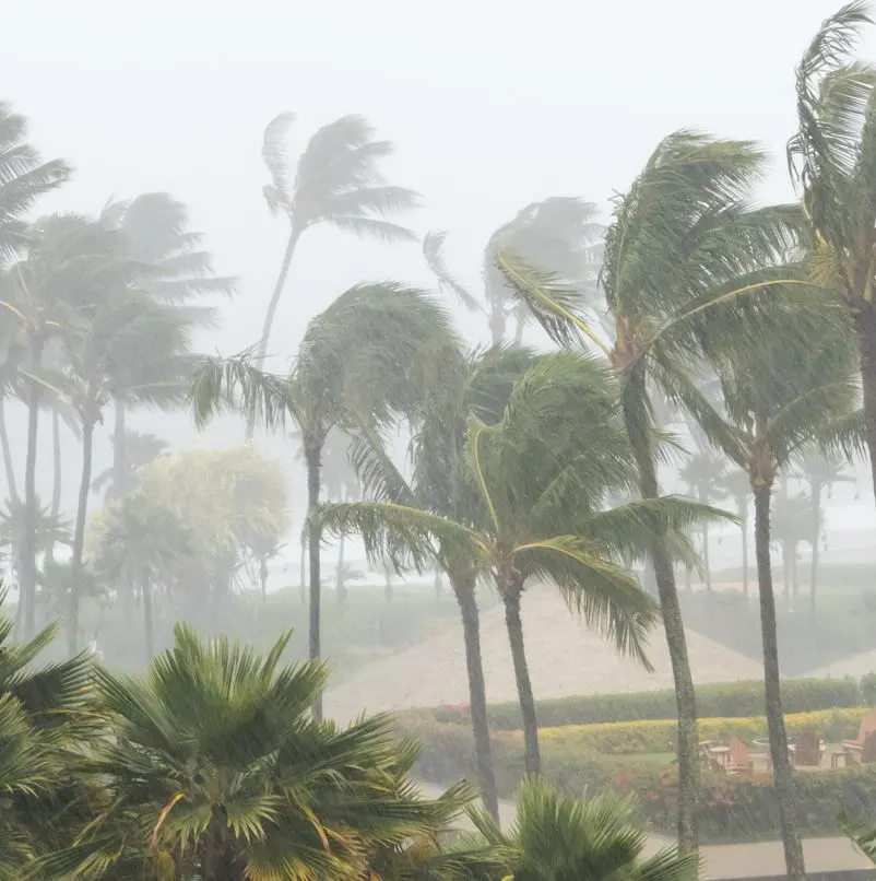 Palm trees blowing in the wind and rain falling