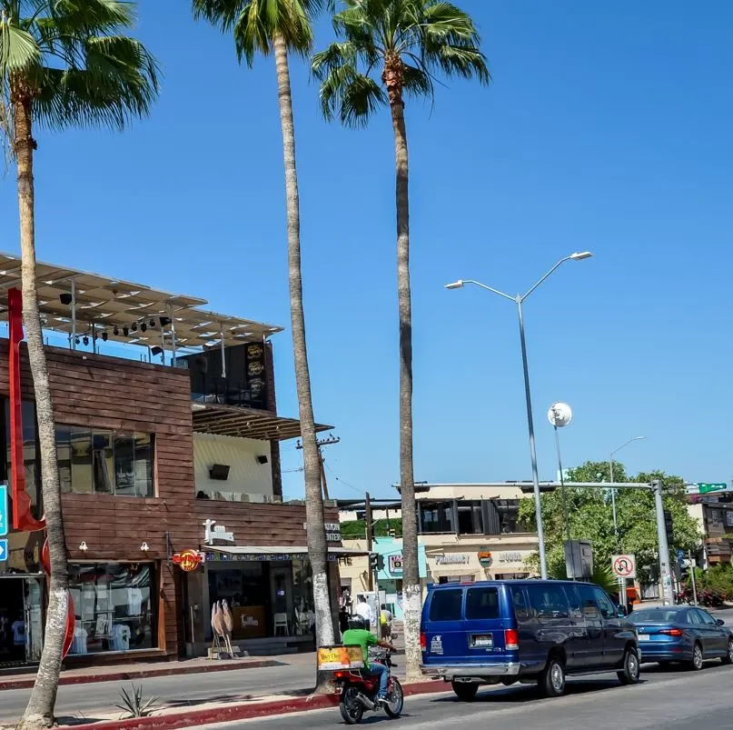 Cars in the street near palm trees