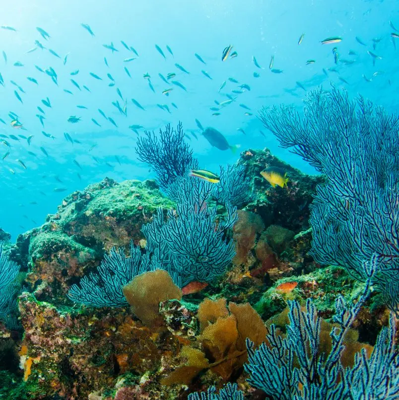  Coral reef with fish under water