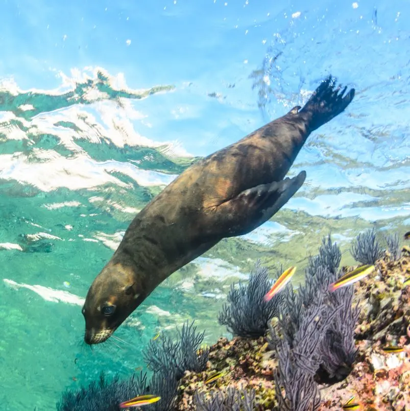 Seal swimming underwater with multiple colorful fish near a reef
