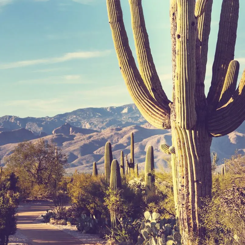 Desert with catus and moutains