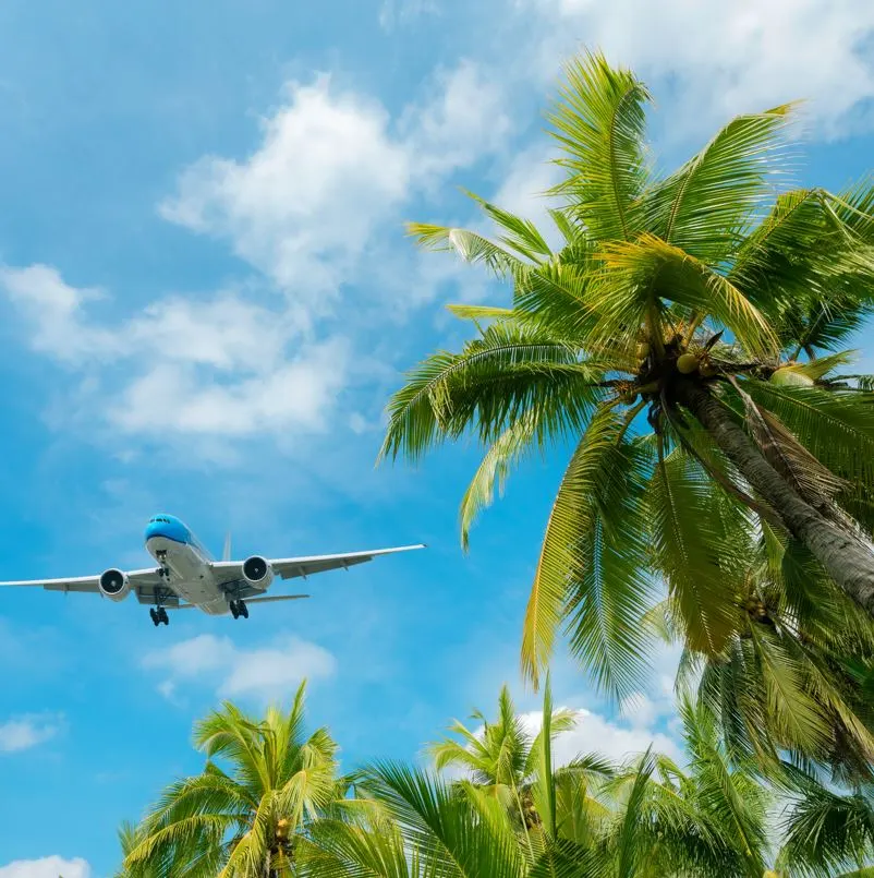 Plane flying over palm trees