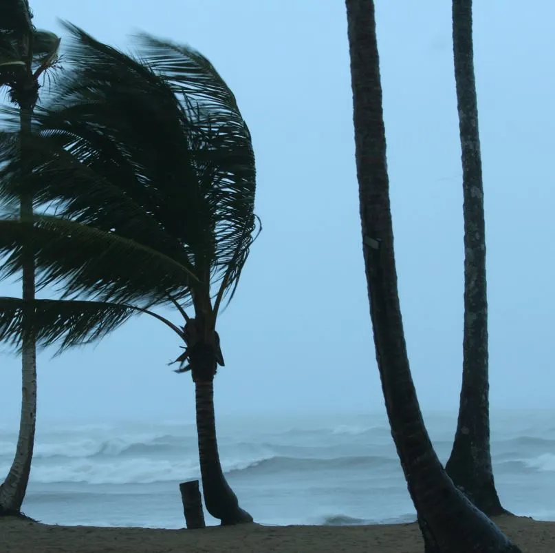 Trees blowing in high winds at the beach