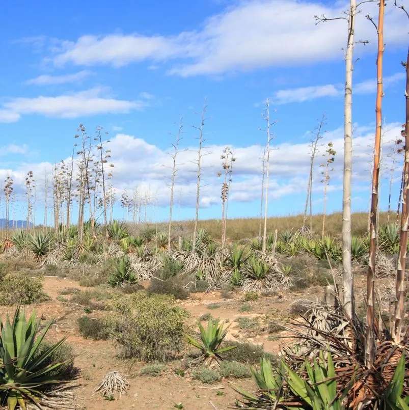 Desert with agave and cacti