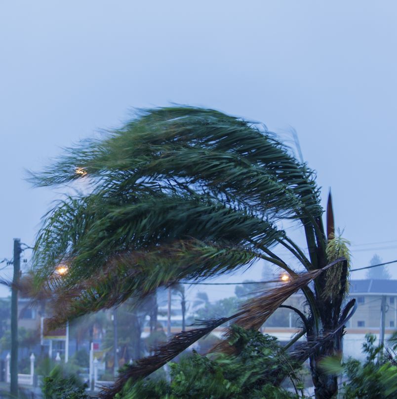 High winds in neighborhood blowing palm trees