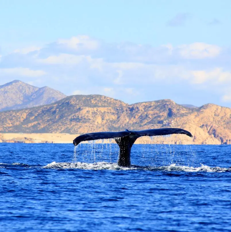 Whale tail breaking the water with Cabo San Lucas mountains in the background