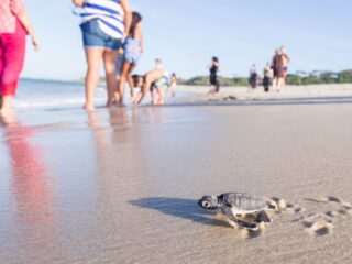 Los Cabos Introduces Measures To Protect Turtles From Tourism
