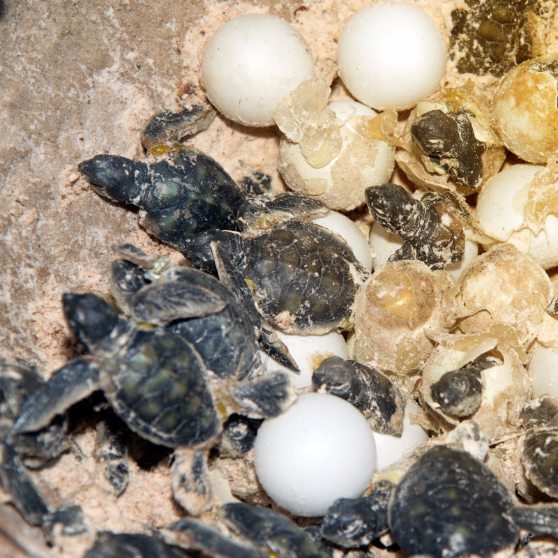 Baby sea turtles on beach