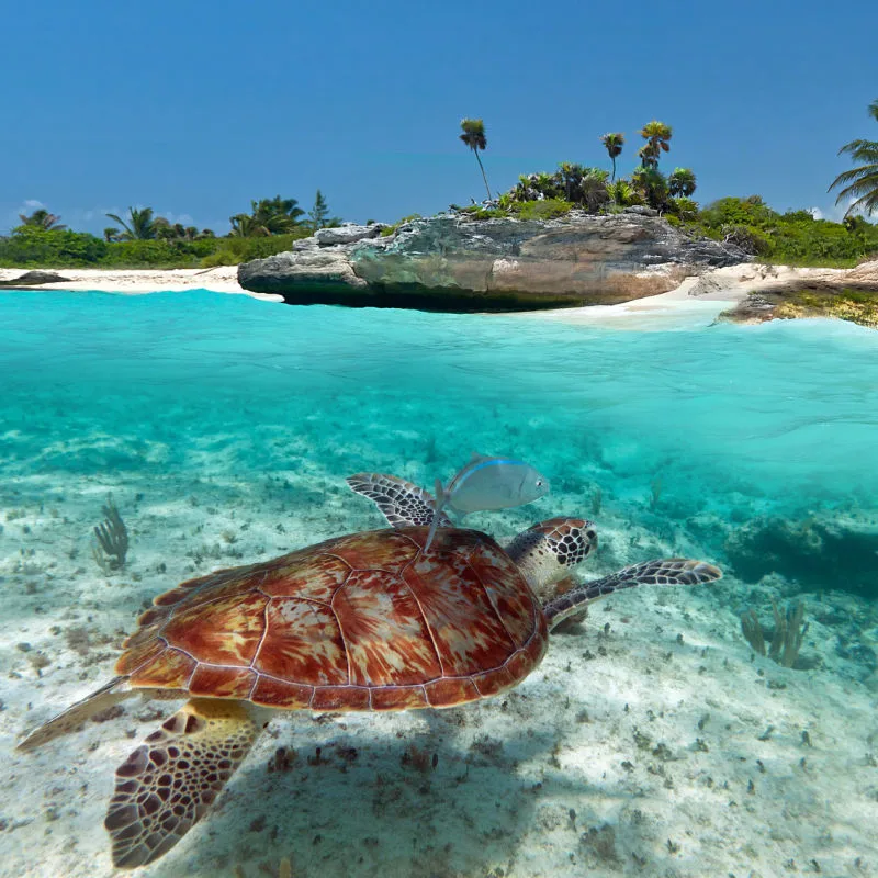 sea turtle under water