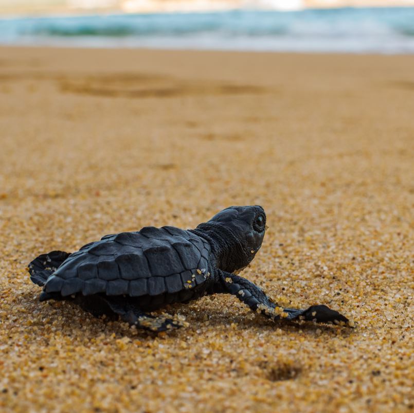 Baby sea turtle making its way across the sand into the ocean