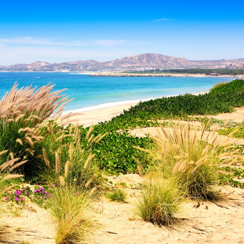 Desert with plants near the beach and mountains
